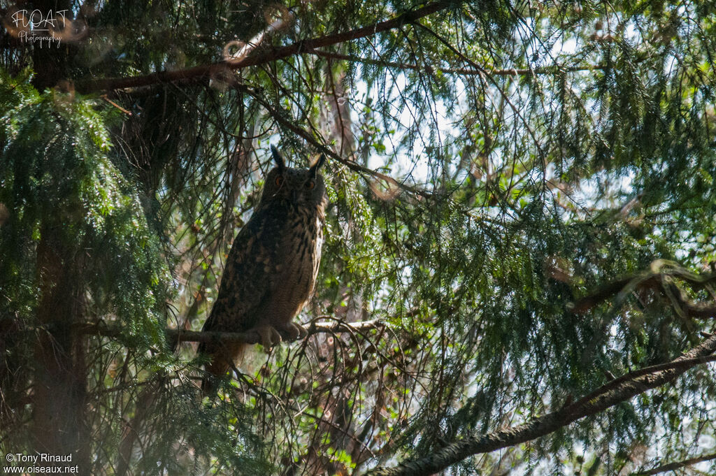 Grand-duc d'Europeadulte, identification, composition, camouflage