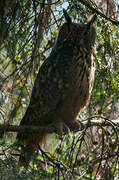 Eurasian Eagle-Owl