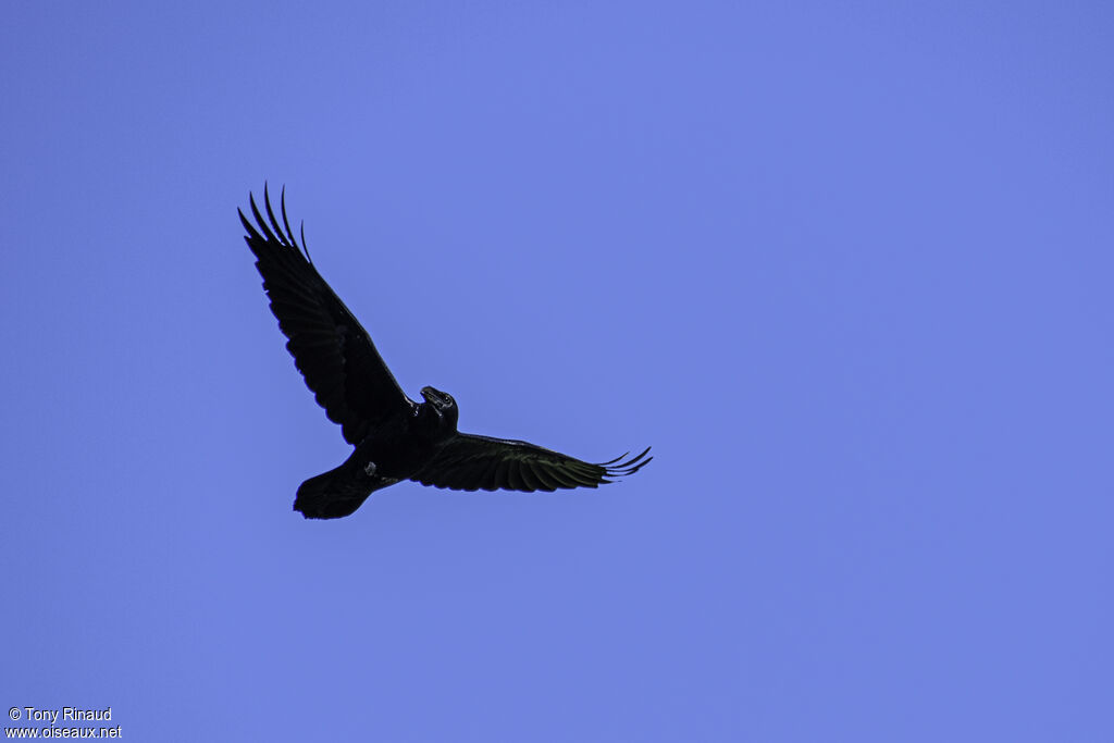 Northern Ravenadult, aspect, Flight