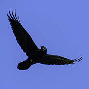 Northern Raven