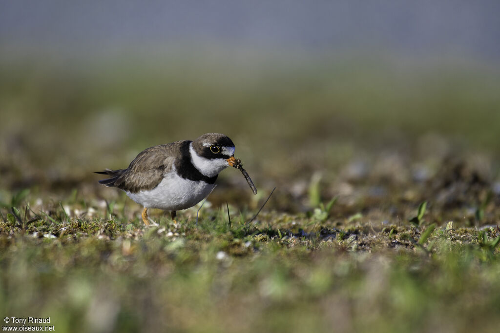 Semipalmated Ploveradult, identification, aspect, walking, feeding habits, eats