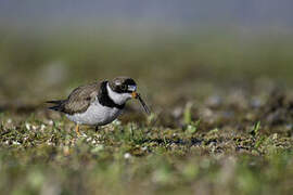 Semipalmated Plover