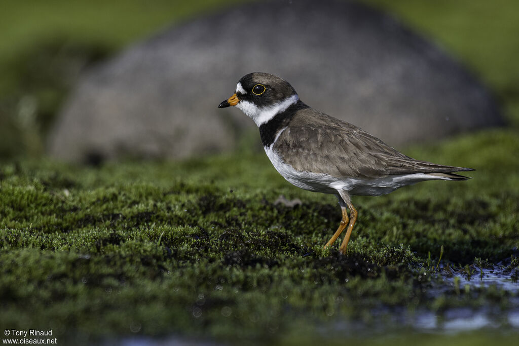 Semipalmated Plover, identification, aspect, walking