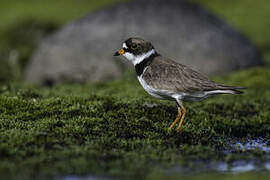 Semipalmated Plover