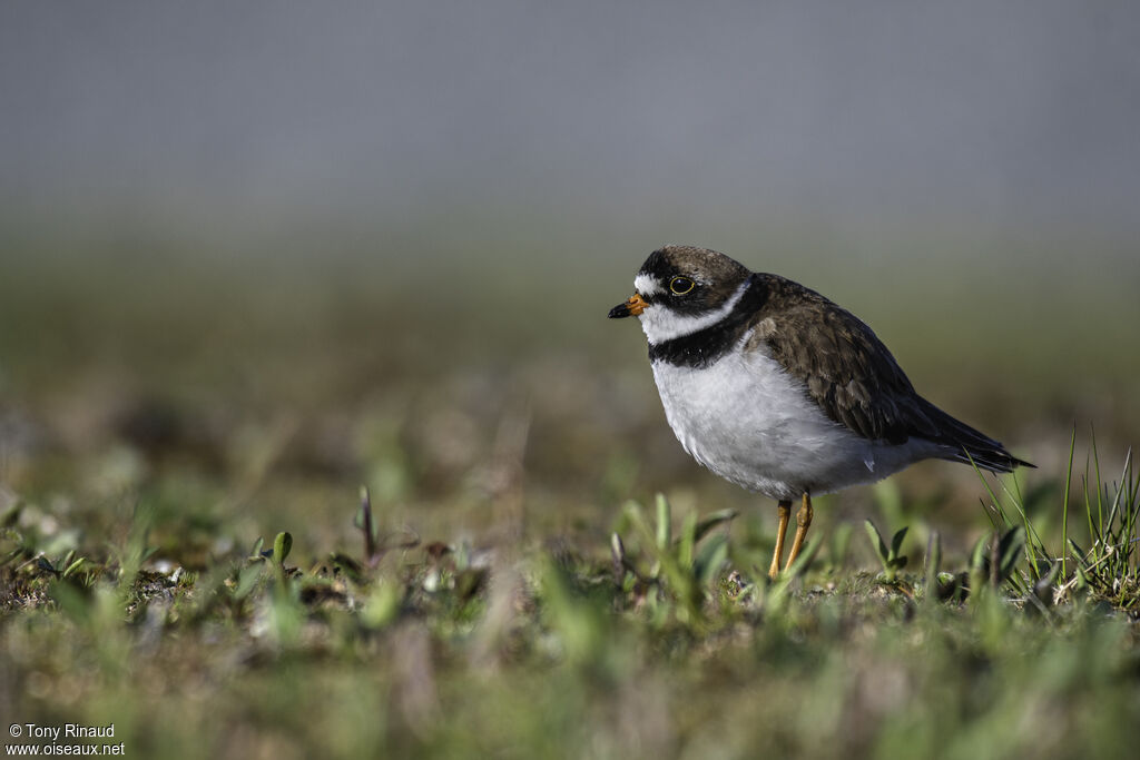 Semipalmated Ploveradult, identification, aspect, walking