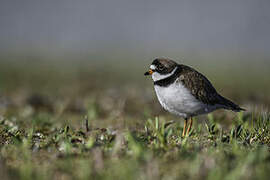 Semipalmated Plover