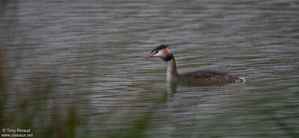 Great Crested Grebeadult post breeding, identification, aspect, swimming