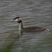 Great Crested Grebe