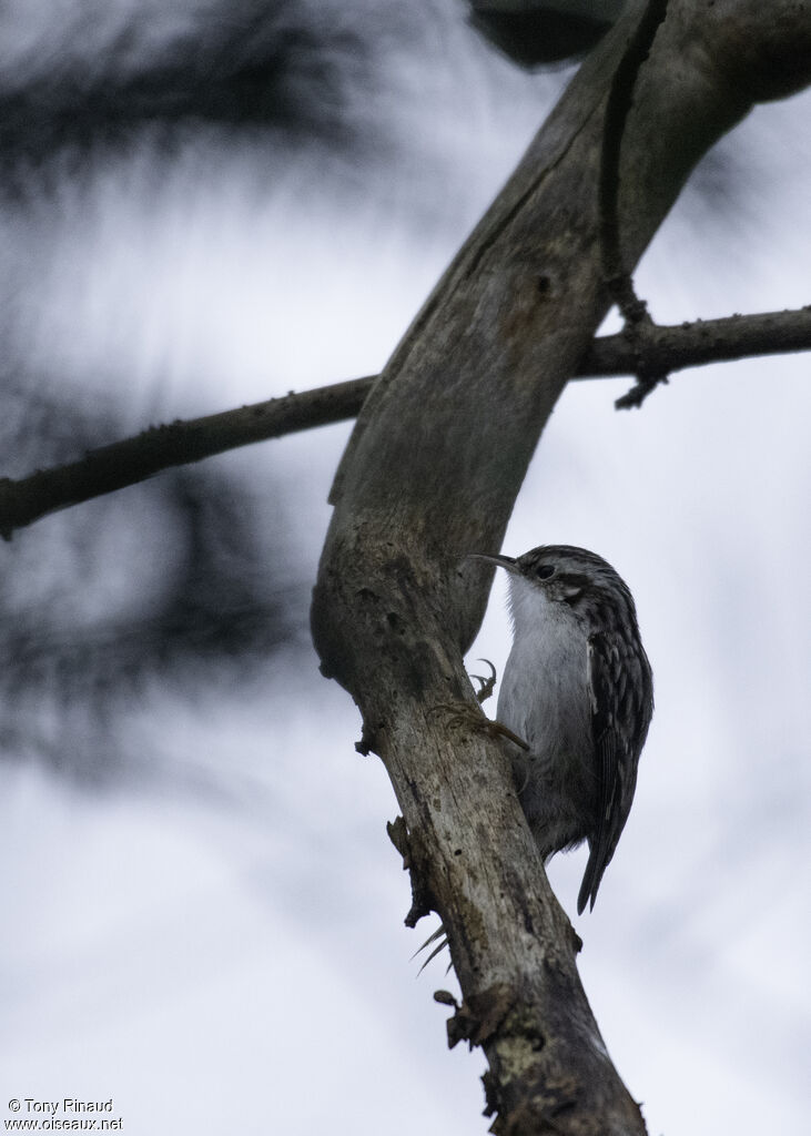 Eurasian Treecreeperadult, identification, aspect