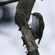 Eurasian Treecreeper