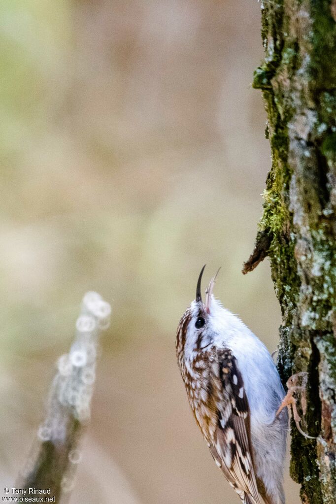 Eurasian Treecreeperadult, identification, aspect