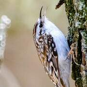 Eurasian Treecreeper