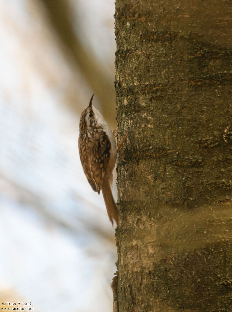 Short-toed Treecreeperadult, identification, aspect