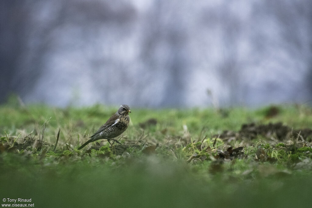 Grive litorneadulte, identification, composition, marche