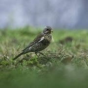 Fieldfare