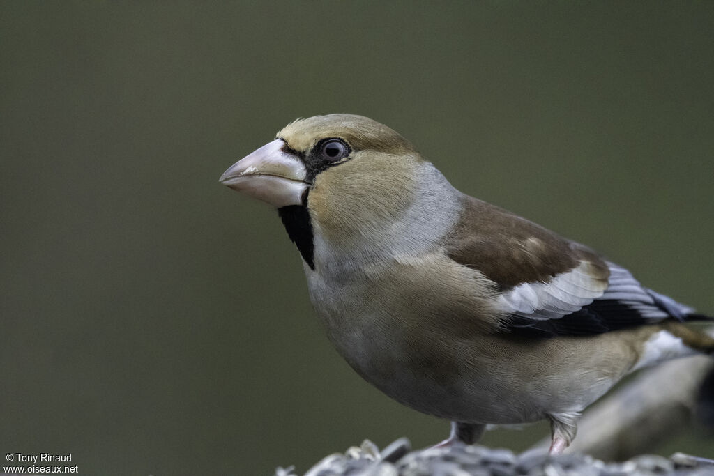 Grosbec casse-noyauxadulte, portrait, composition, pigmentation, marche