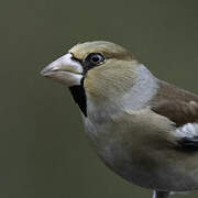 Hawfinch