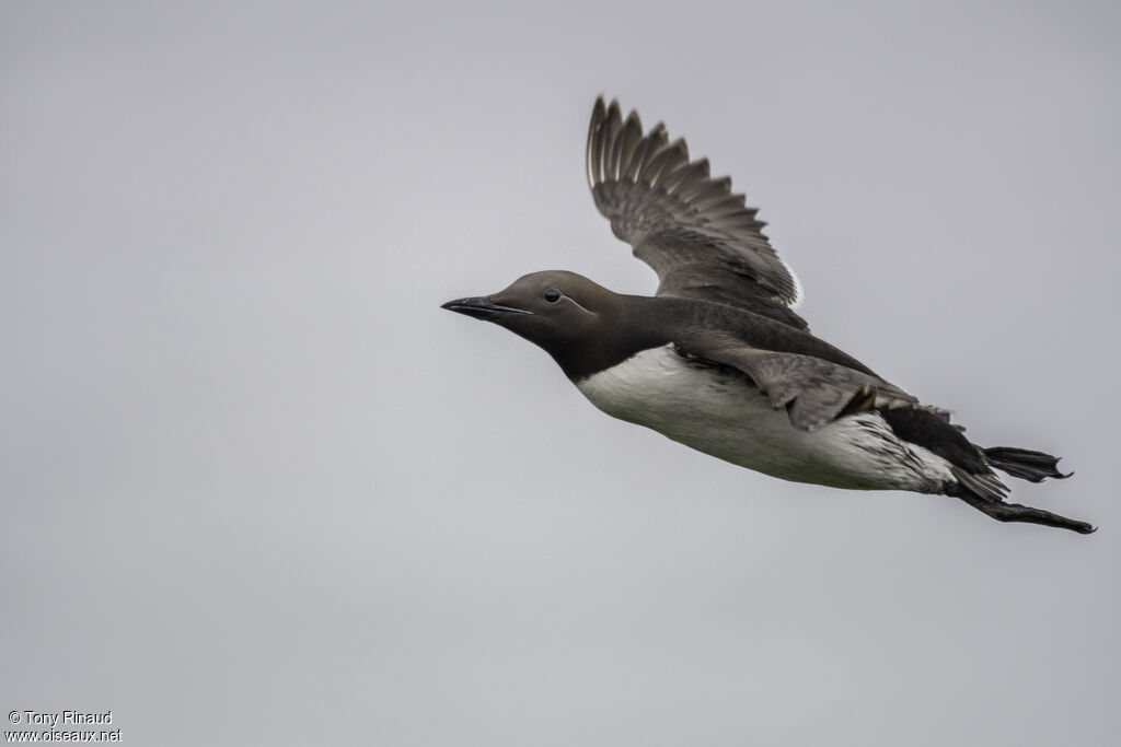 Guillemot de Troïladulte nuptial, composition, Vol