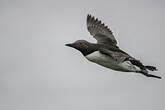 Guillemot de Troïl