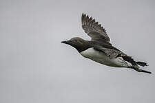 Guillemot de Troïl