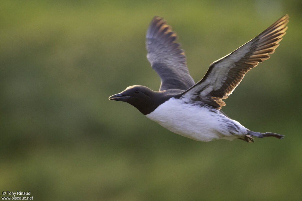 Guillemot de Troïladulte nuptial, composition, Vol