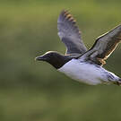 Guillemot de Troïl