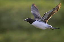 Guillemot de Troïl