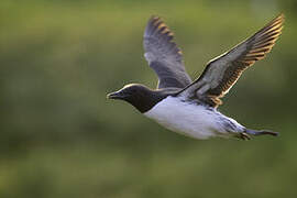 Guillemot de Troïl