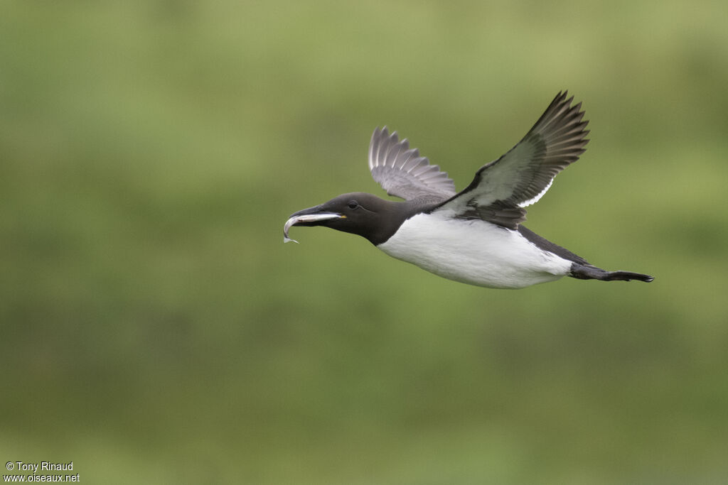 Guillemot de Troïladulte nuptial, composition, Vol, régime, pêche/chasse