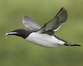 Guillemot de Troïl