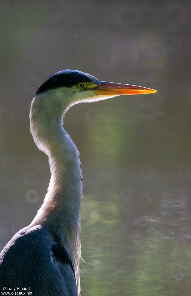 Grey Heronadult breeding, close-up portrait, aspect, walking