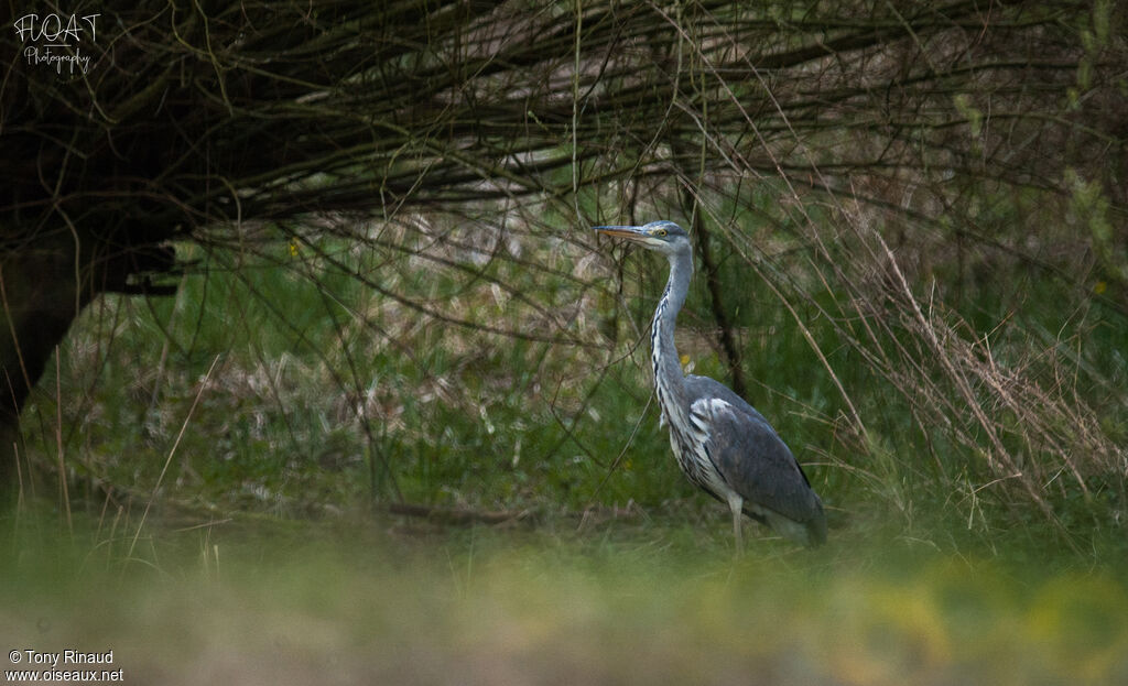 Grey Heronpost breeding, identification, aspect, pigmentation, walking