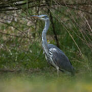 Grey Heron