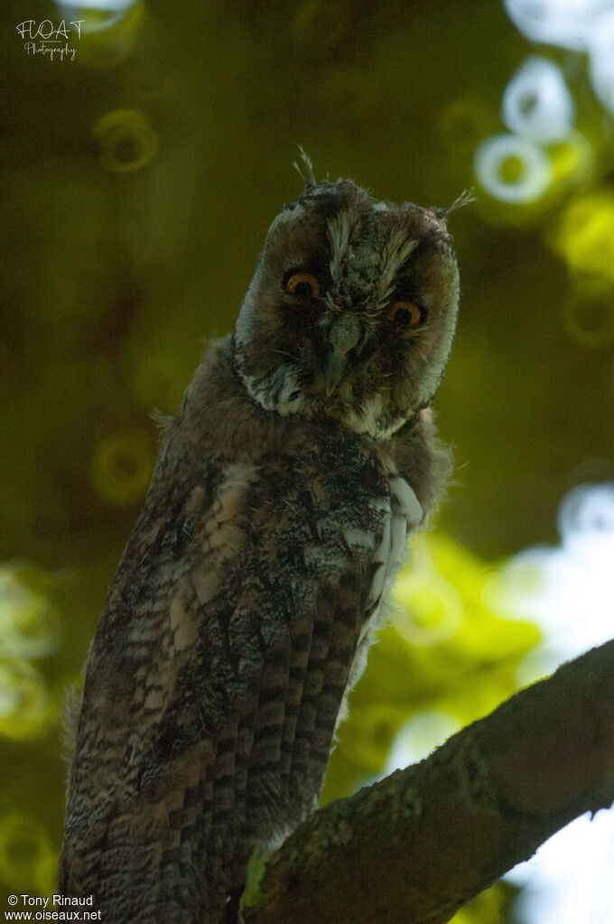 Hibou moyen-duc1ère année, identification, mue, composition