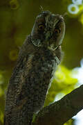 Long-eared Owl