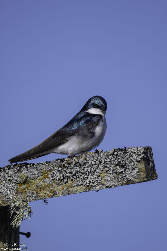 Hirondelle bicoloreadulte nuptial, identification, composition