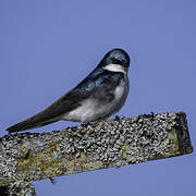 Tree Swallow