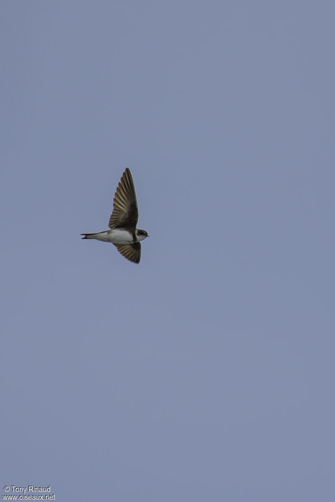 Sand Martinadult breeding, aspect, Flight