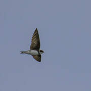 Sand Martin