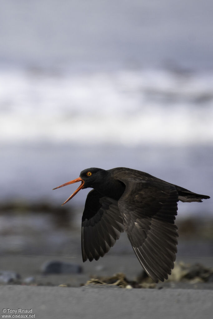 Black Oystercatcheradult breeding, aspect, Flight, Behaviour