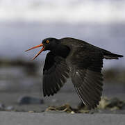 Black Oystercatcher