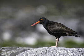 Black Oystercatcher