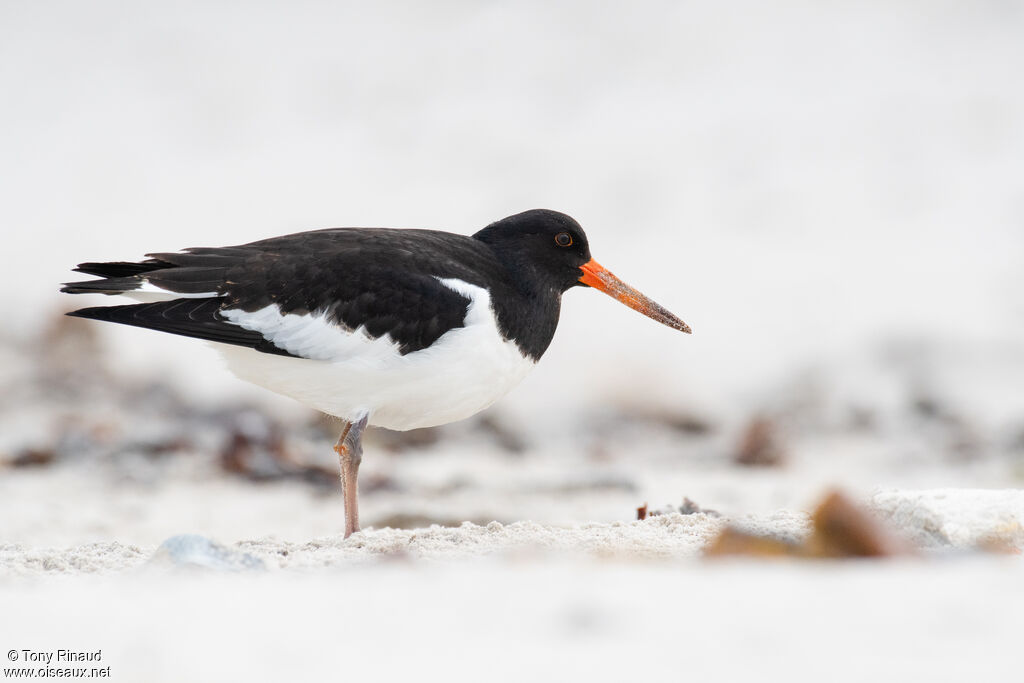 Eurasian Oystercatcheradult transition, identification, aspect, walking