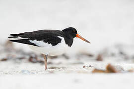 Eurasian Oystercatcher