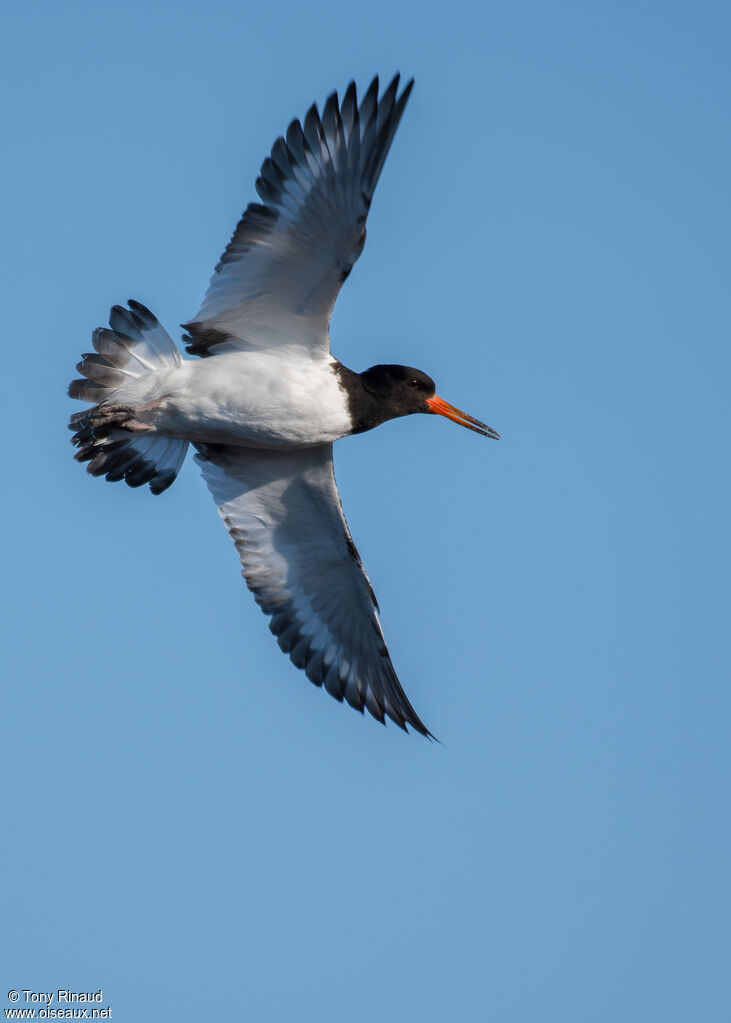 Eurasian Oystercatcheradult, aspect, Flight