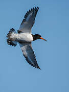 Eurasian Oystercatcher