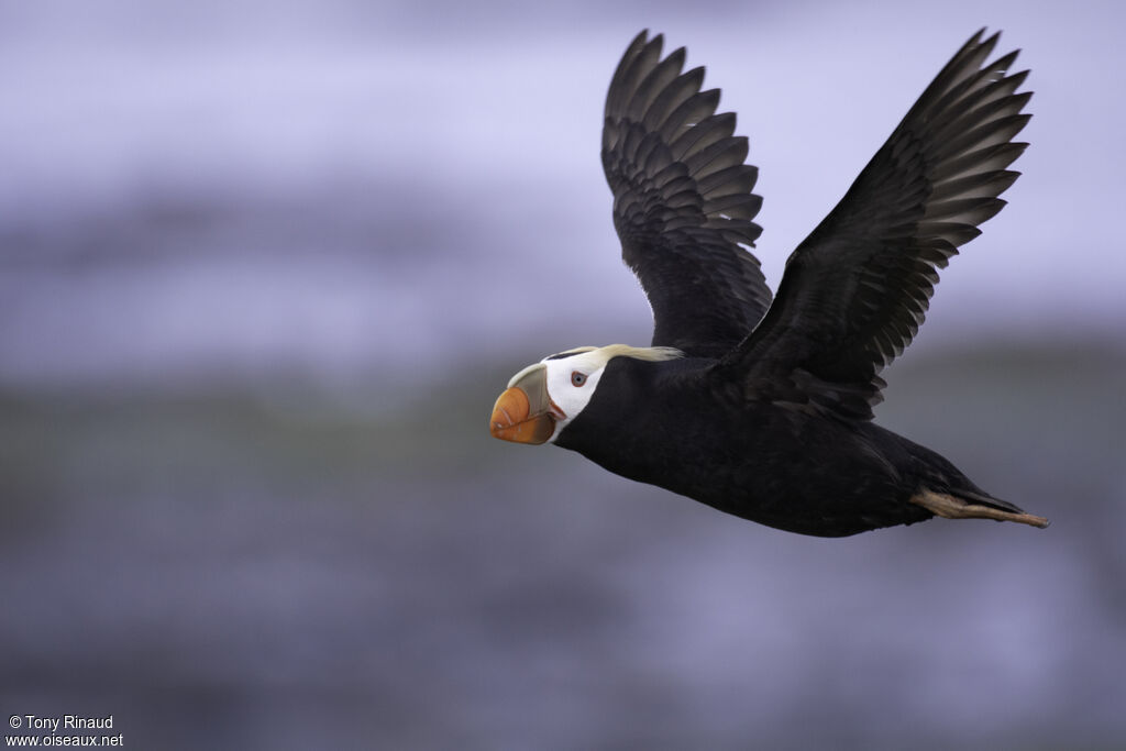 Tufted Puffinadult, Flight