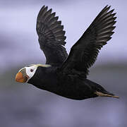 Tufted Puffin