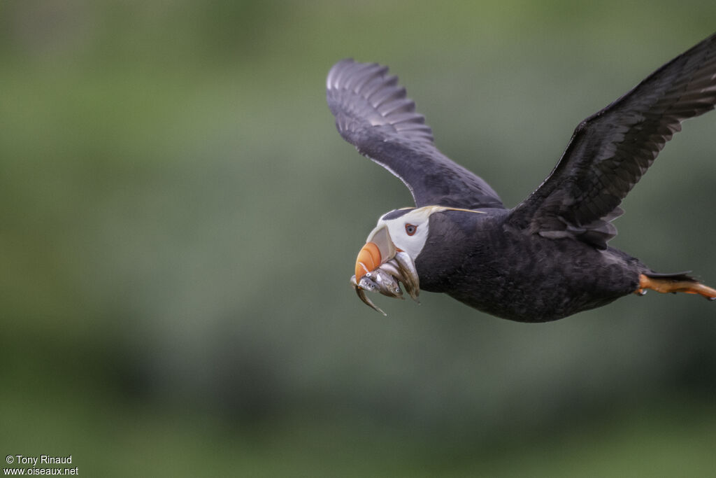 Tufted Puffinadult breeding, aspect, Flight, fishing/hunting