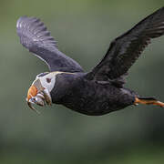 Tufted Puffin